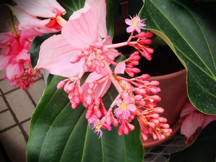 tropske zelene rastline'intérieur plante à fleurs 