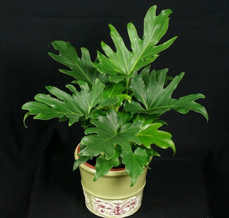 indoor plant green apartment philodendron