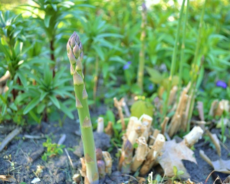 green plants'intérieur tropical asparagus