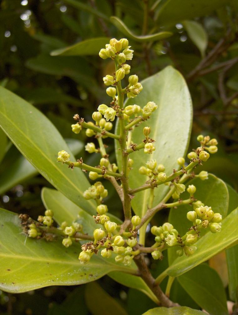 indoor plant appart hiša ideja Corynocarpus Laevigatus