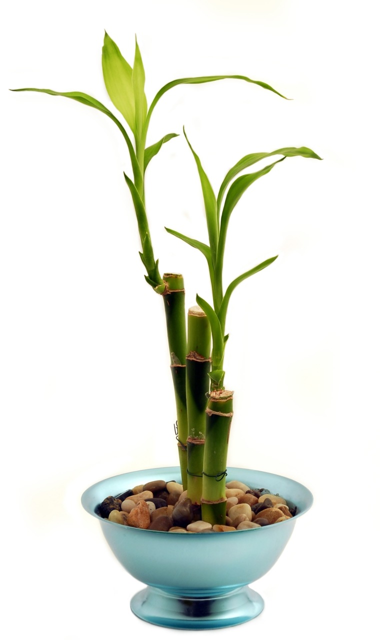 indoor green plants Dracaena Sanderiana