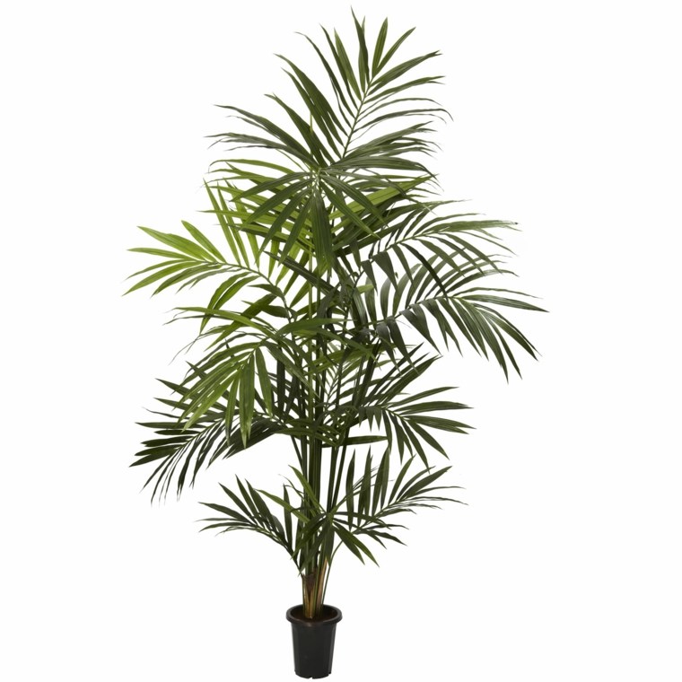 indoor green plants kentia palm flower pot