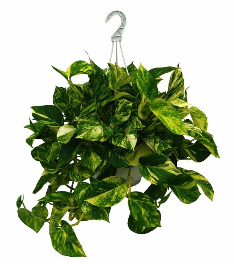 indoor green plants pothos in green tray