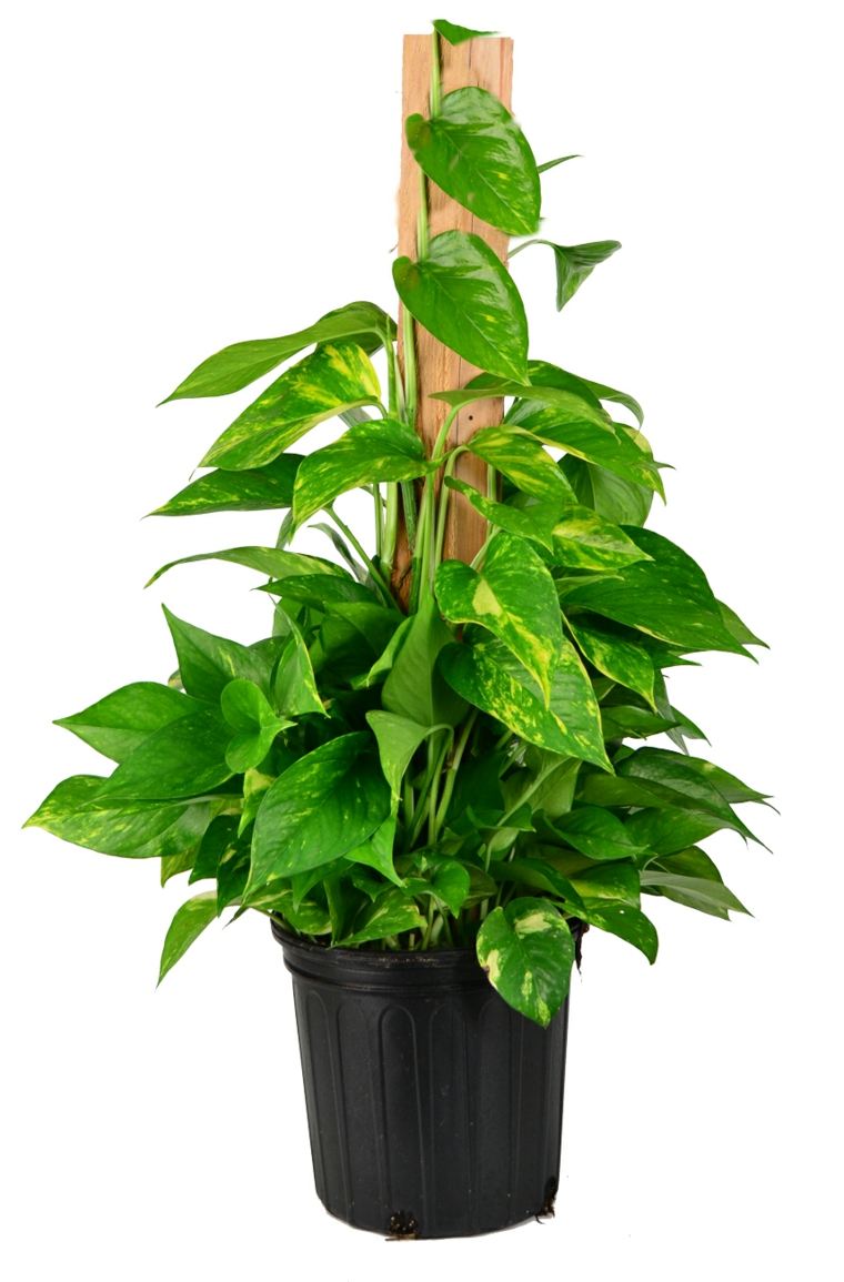 indoor green plants pothos flower pot