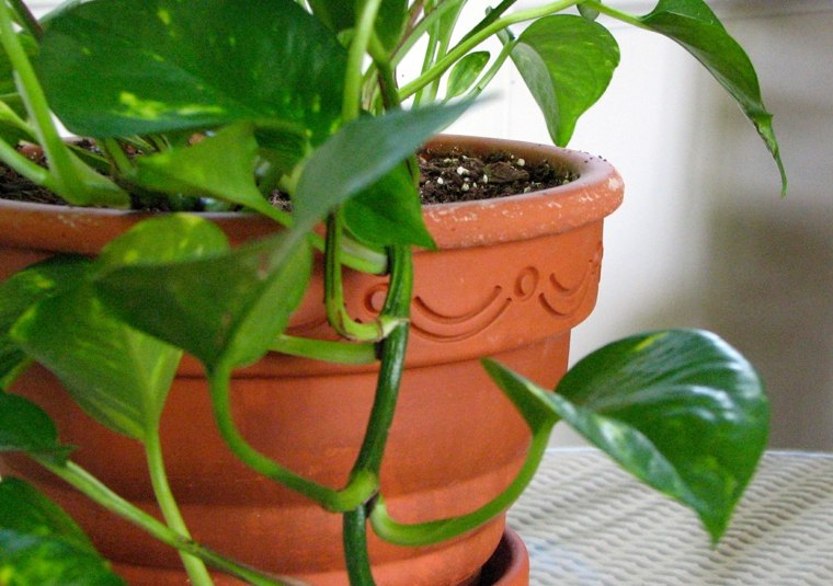 green plant interior idea pothos