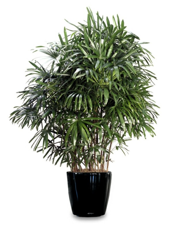 depolluting plant deco Rhapis