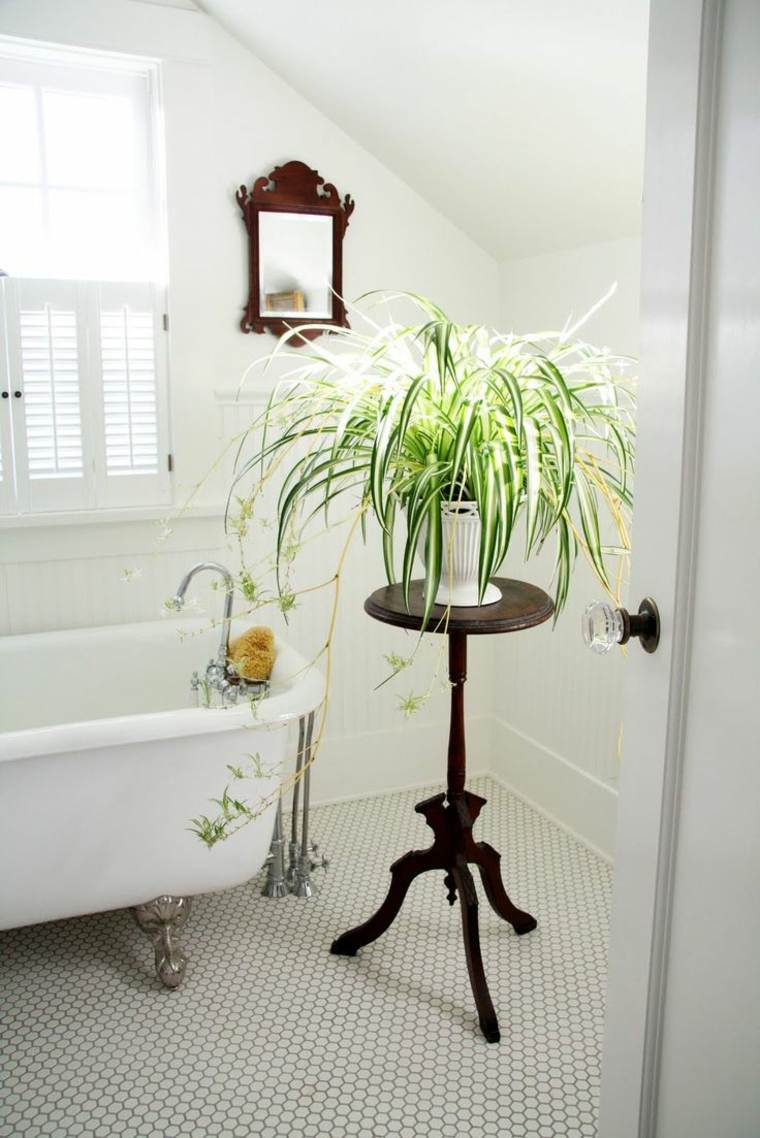 plante af'intérieur dans salle de bain