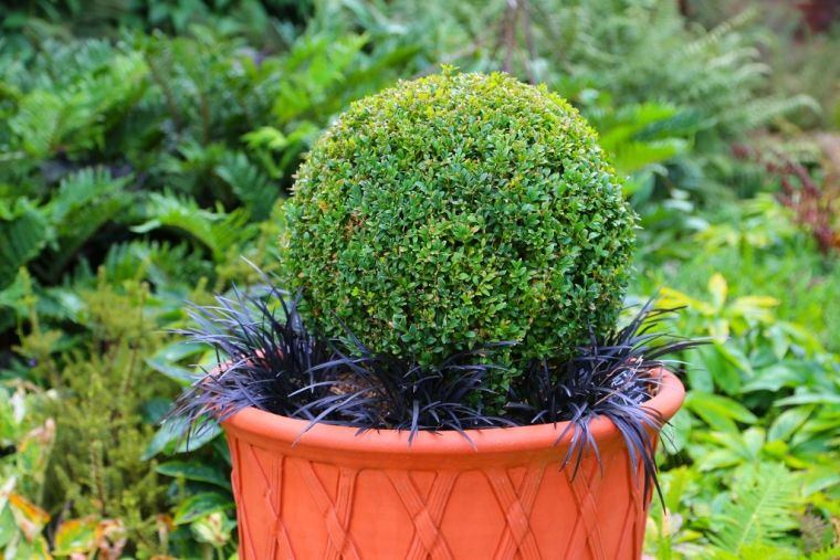 garden plant in outdoor pot
