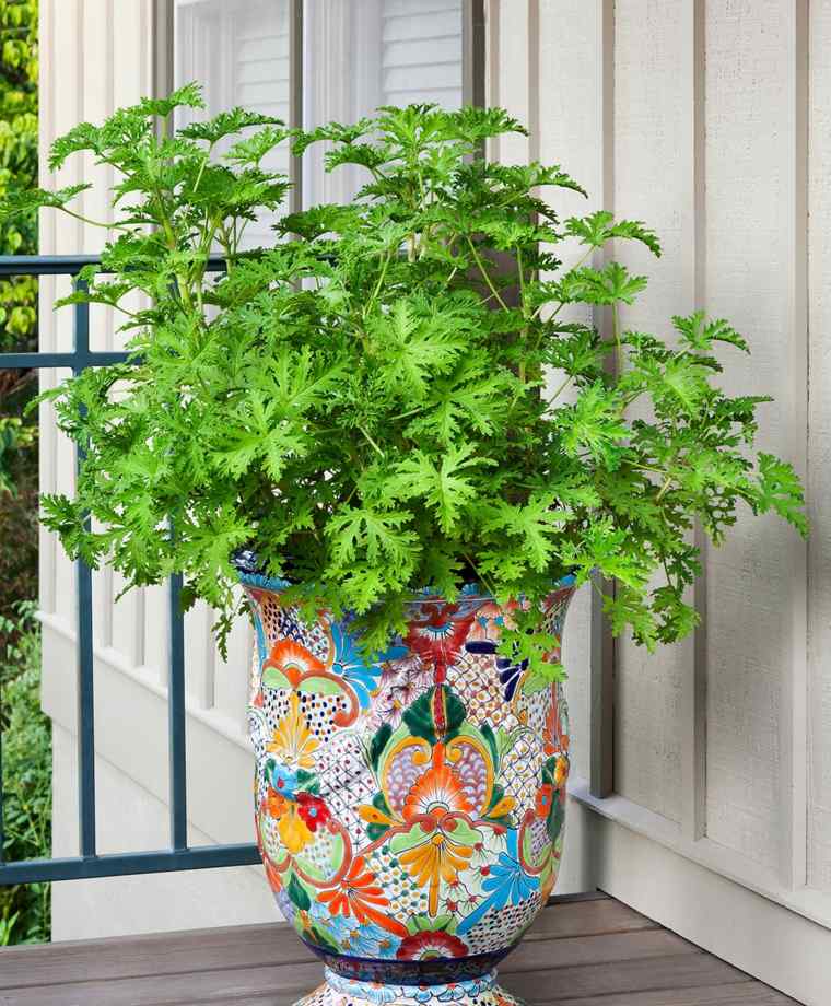 patio plant garden decoration in pot for