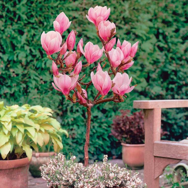 potted plant for terrace outdoor flowers