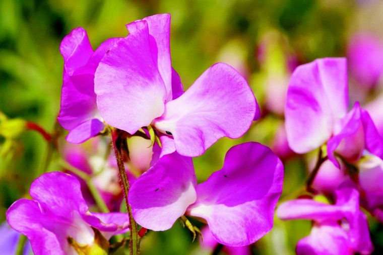 plants of'exterieur pot grimpants florissants