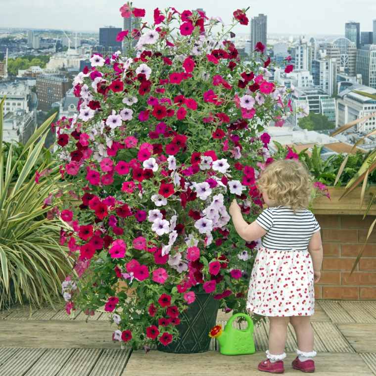 plant outdoor pot garden small spaces