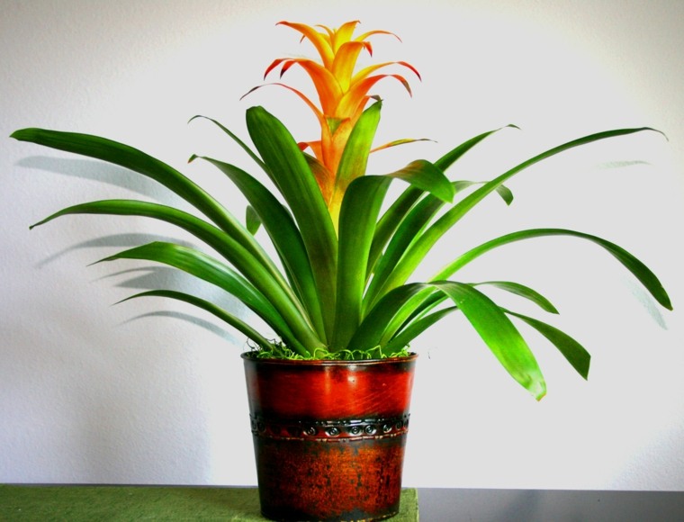 indoor plant lobromsolo orange flower pot