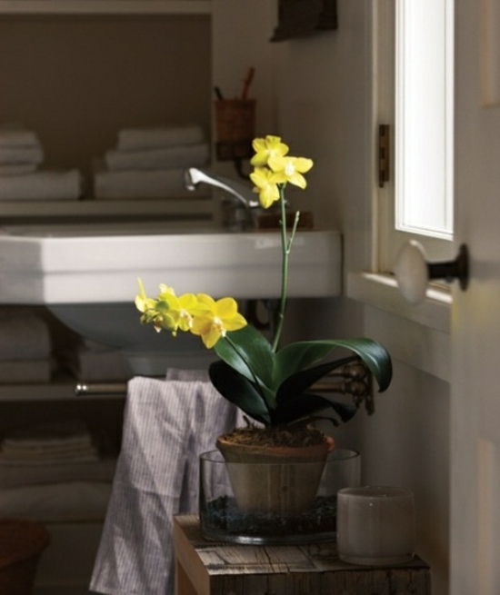 flowering plant for bathroom