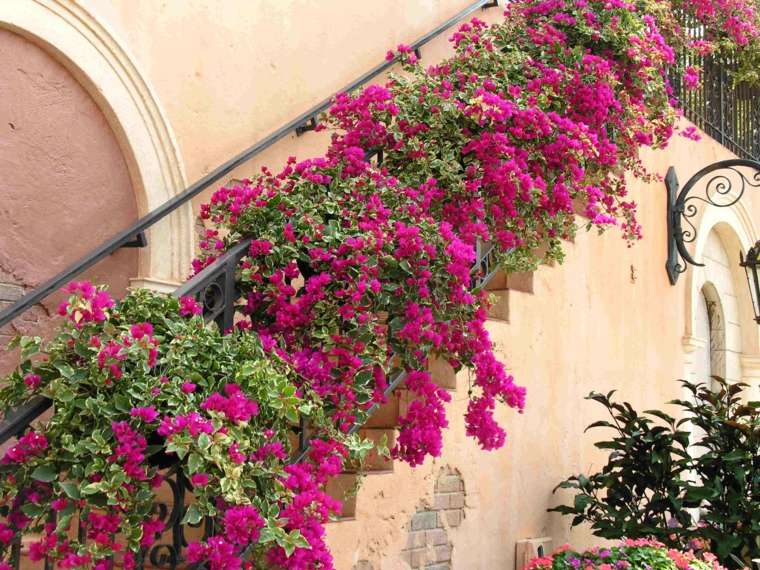 falling flowering facade plant