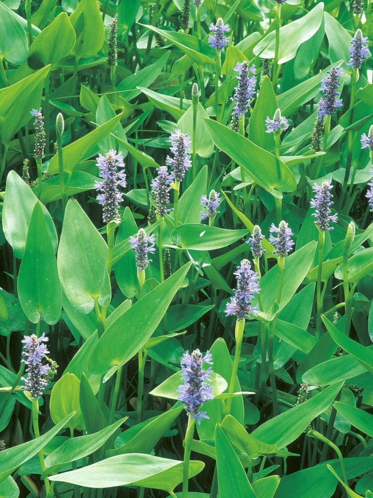 flourishing plant-pool-and-water-garden-water-modern