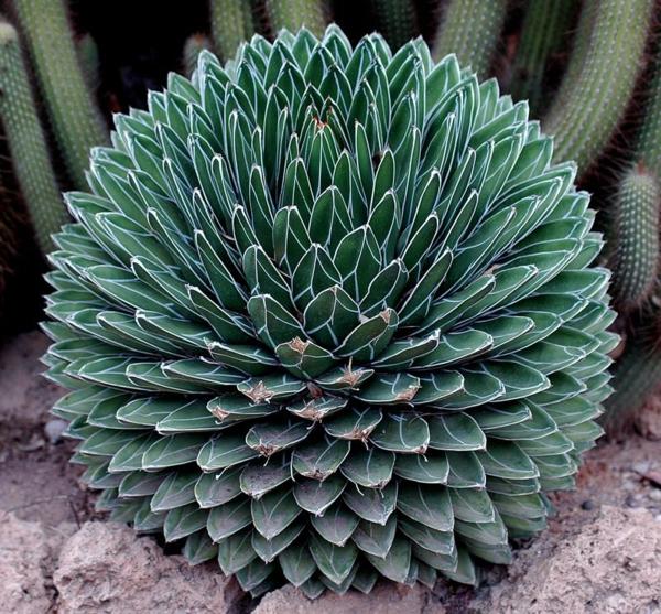 pretty green succulent plant