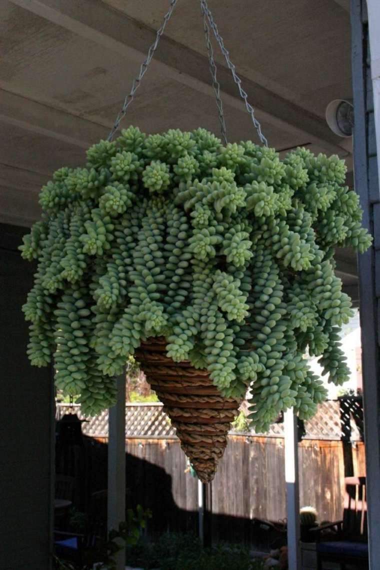 greasy plant planted hanging pot