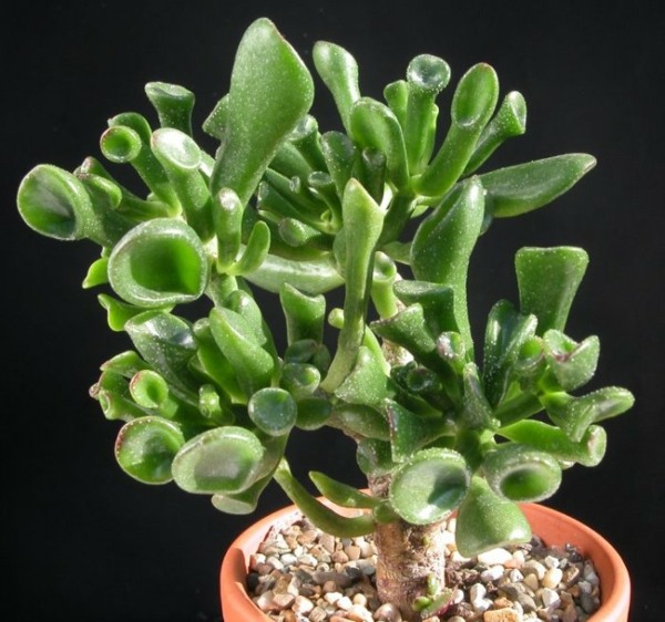 cactus watering plant succulent indoor apartment