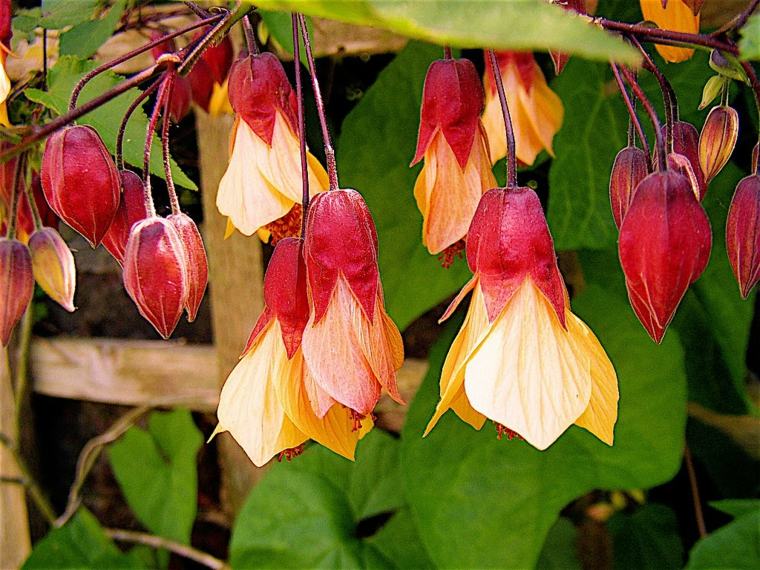 plant breeze garden view climbing flowers