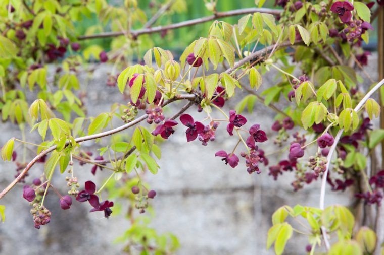 breeze view climbing plants deco natural garden