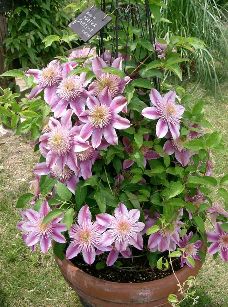 climbing plant with flowers outside pegola garden