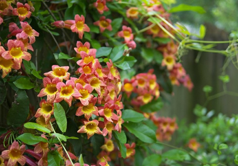 red climbing plant for pergola