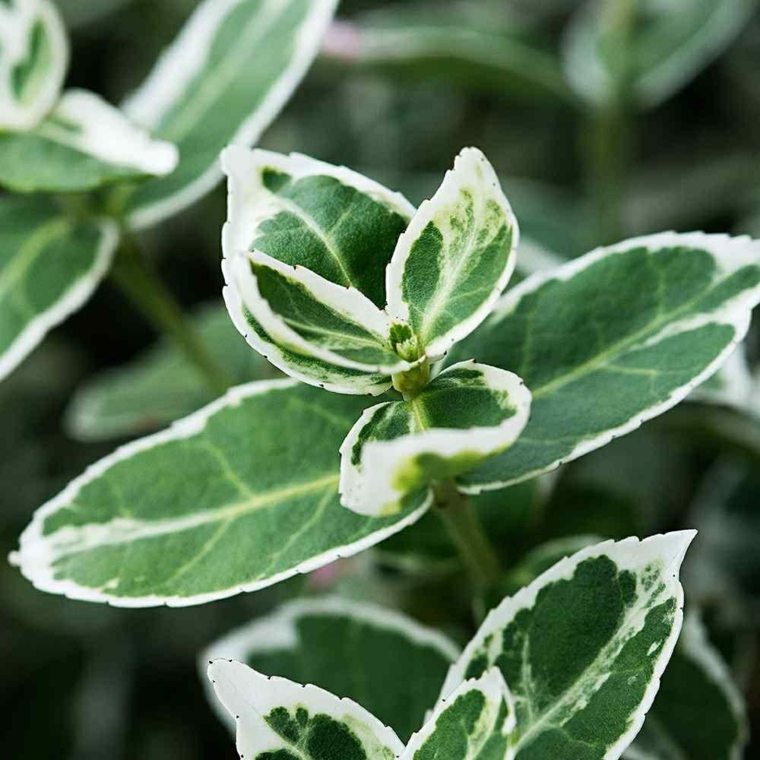 hai garden green plants outdoors