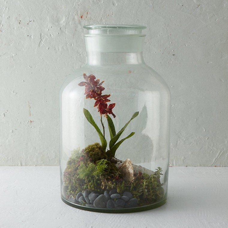 terrarium idea green plant grow indoor container glass