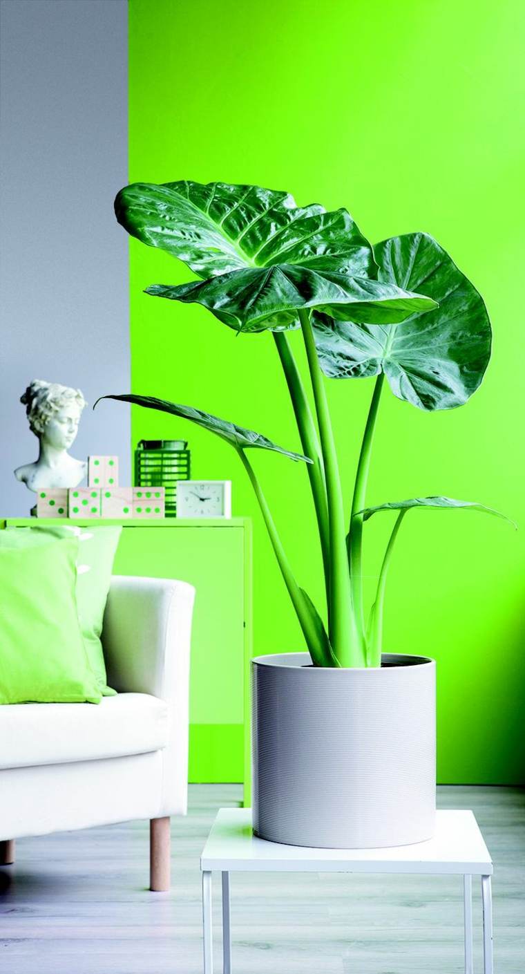 green plants'intérieur idée salon déco fauteuil