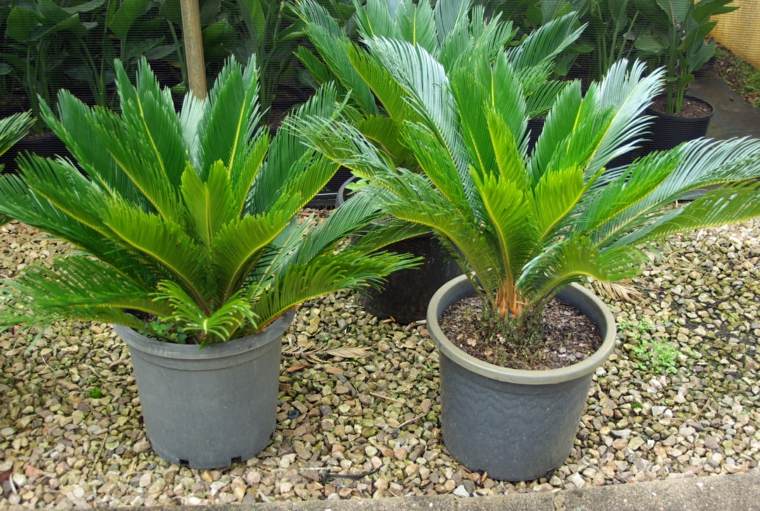 interior plant plant flower pots