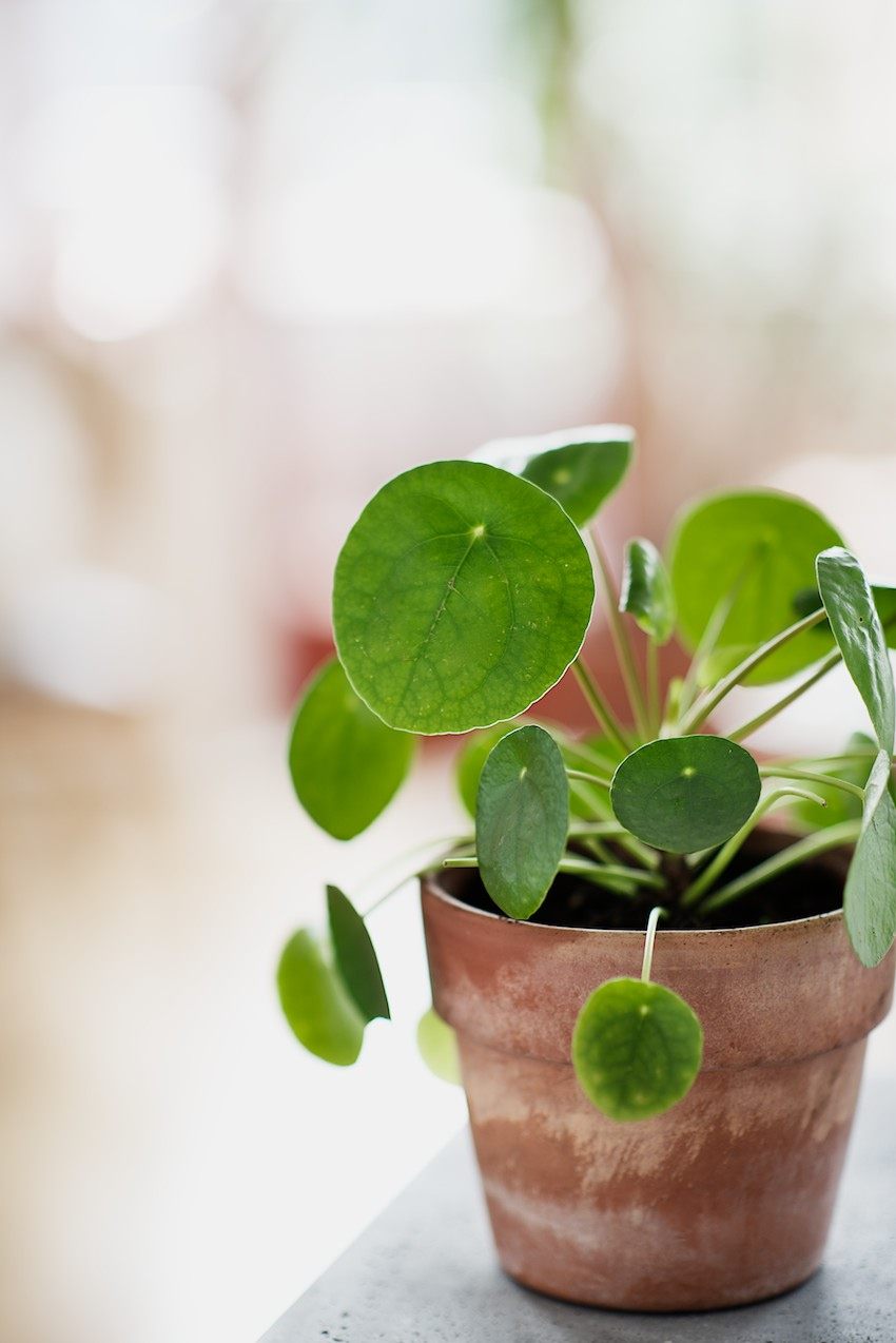 green plants inside Chinese currency idea