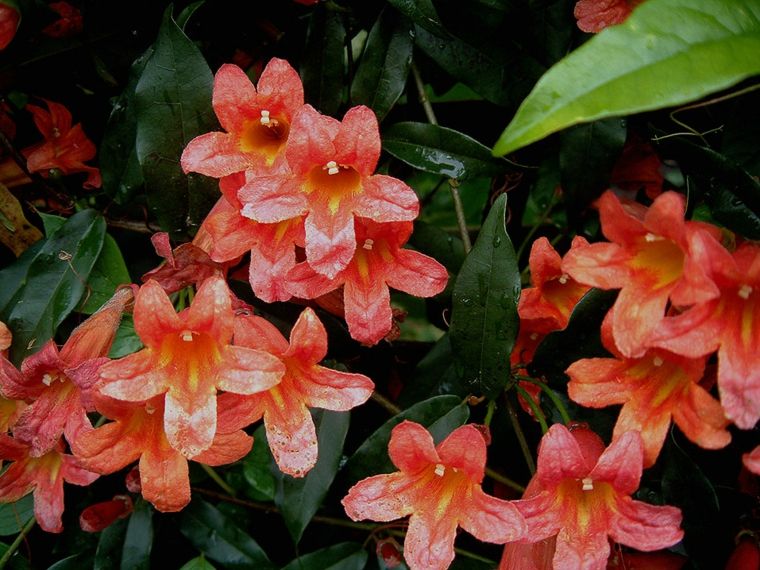 begonia plant flowers intimacy garden