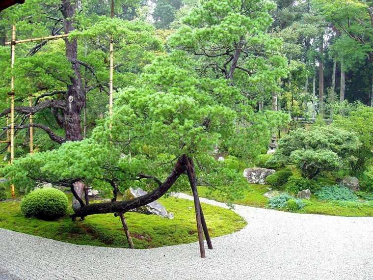 outdoor plant japanese garden