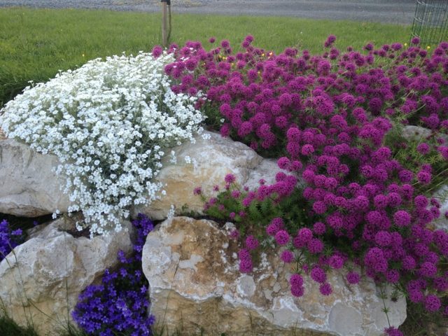 plant-rock-colors-different