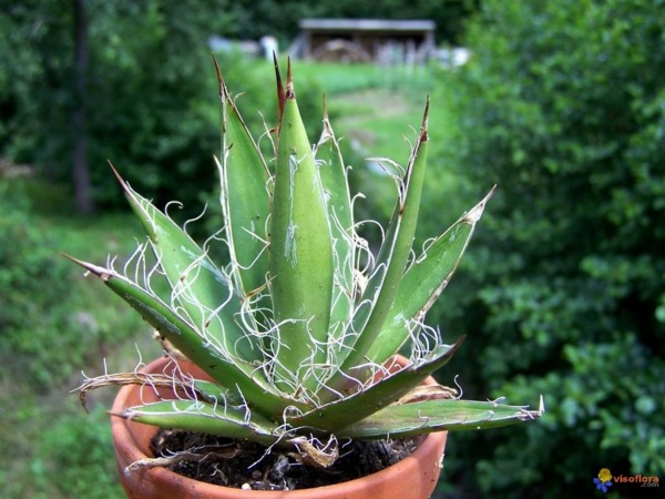 agave succulent plant indoor outdoor