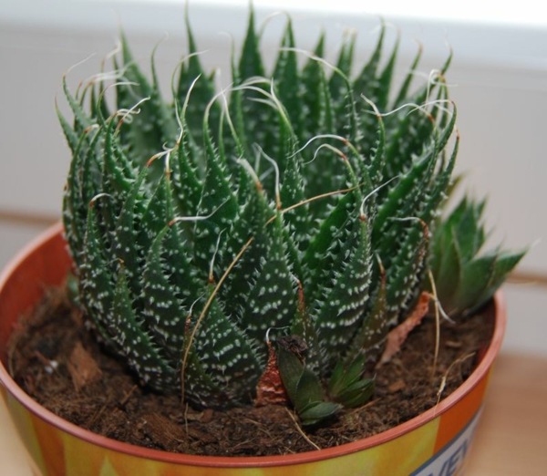 green succulent plant cactus