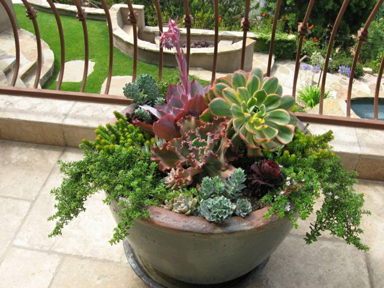 succulent plant pot of flowers terrace