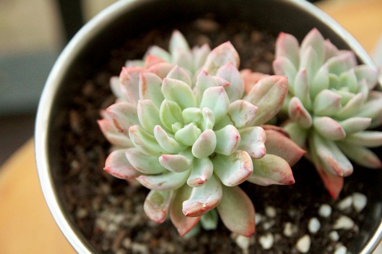 succulent plant seen from above