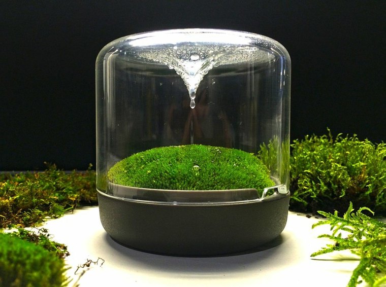 green plants terrarium moss