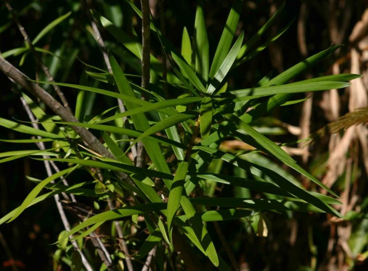 tumbuhan hijau'intérieur dracaena plante tropicale