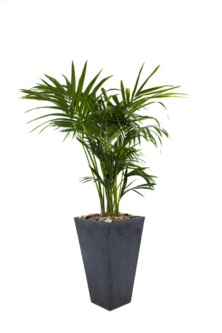 indoor plant flower pot palm kentia