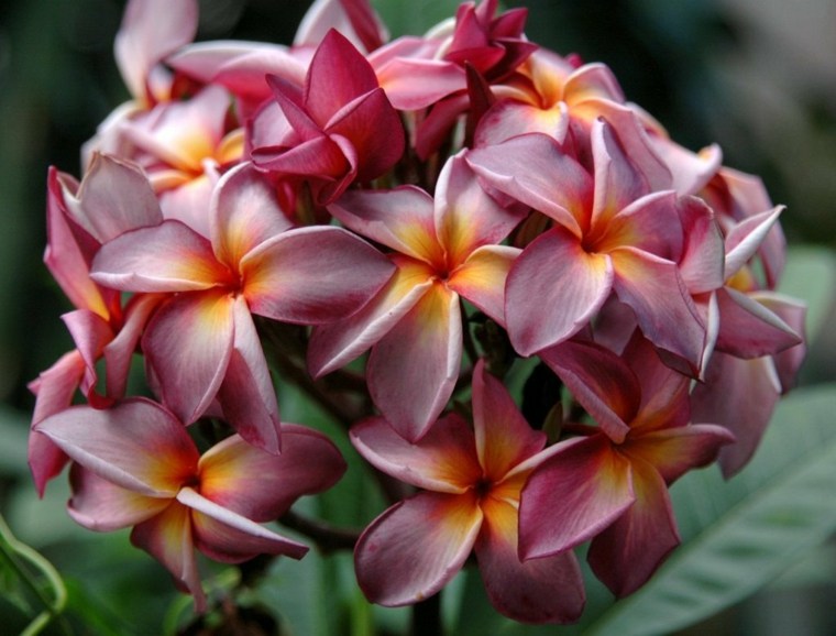 indoor plant with flowers