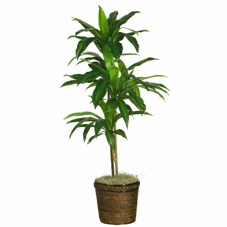 tropical interior plant appart