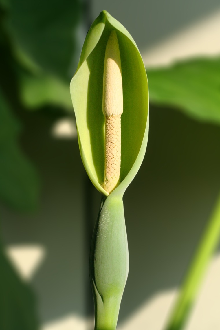 alocasia tumbuhan dalaman hijau