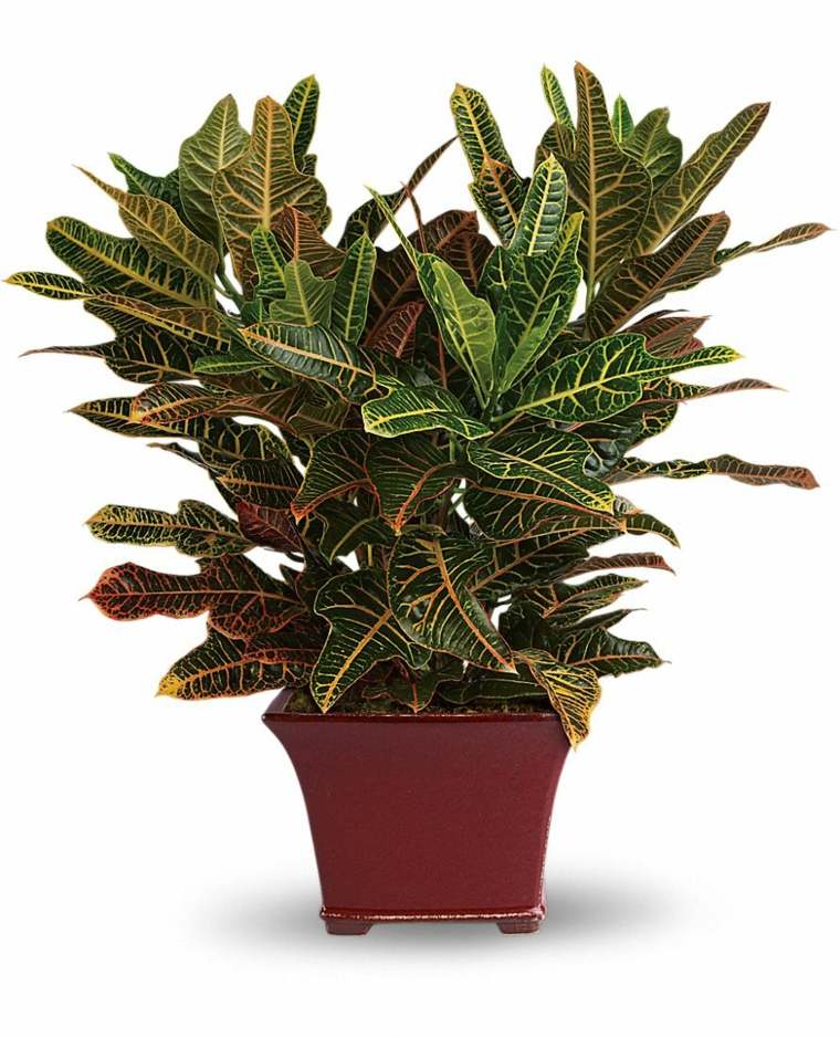 indoor plant green plants croton