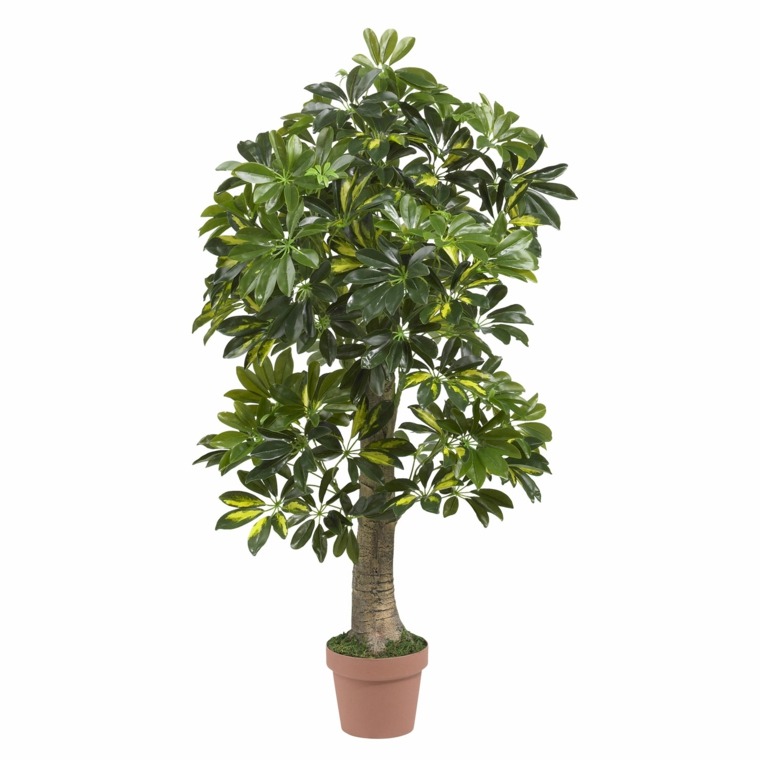 green indoor plant schefflera flowerpot