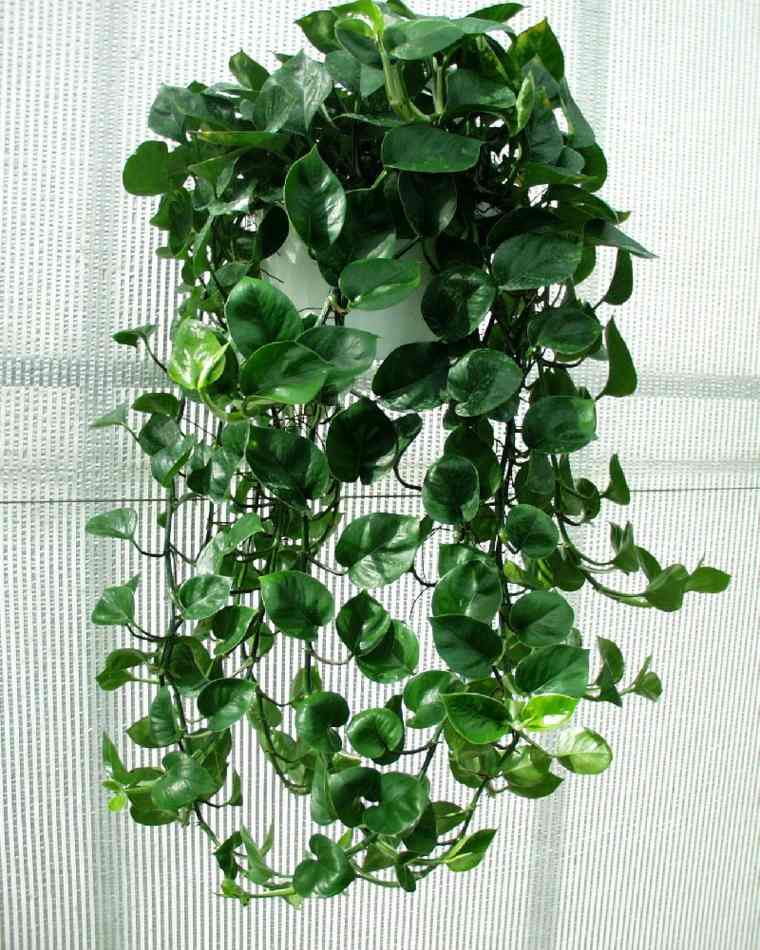 green plants'intérieur appartement végétation plante verte intérieur