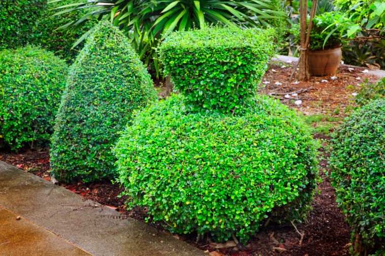 topiary shrub exterior design