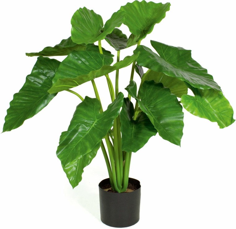 alocasia tumbuhan hijau dalaman